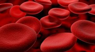 (Копія) Біологія 8 клас. Кровоносна система. Будова серця