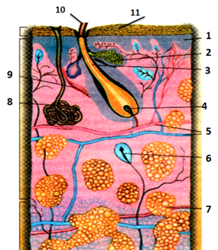 0200nfgv-26f7-312x357.png