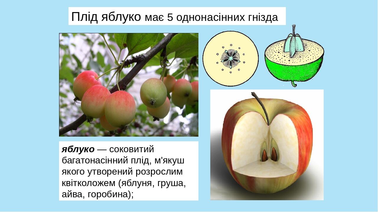 Яблоня свежесть описание сорта фото. Яблоня свежесть. Свежесть яблоня описание.