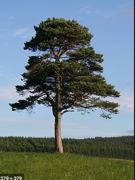 0200nfpq-c775-278x372.png