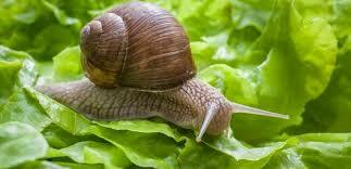 Виноградний равлик (Helix pomatia) | AgroMega.in.ua