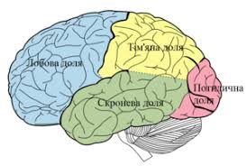 Когнітивна нейробіологія — Вікіпедія