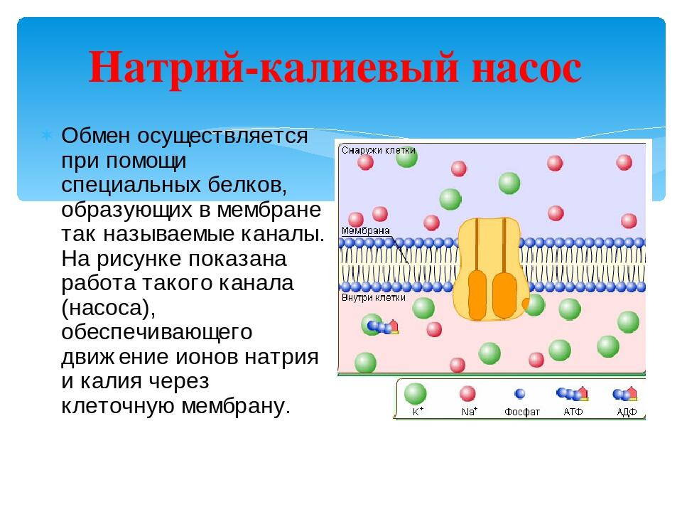 Натрий калиевый насос схема