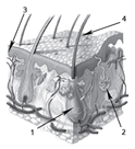0200nih7-bb65-124x136.png
