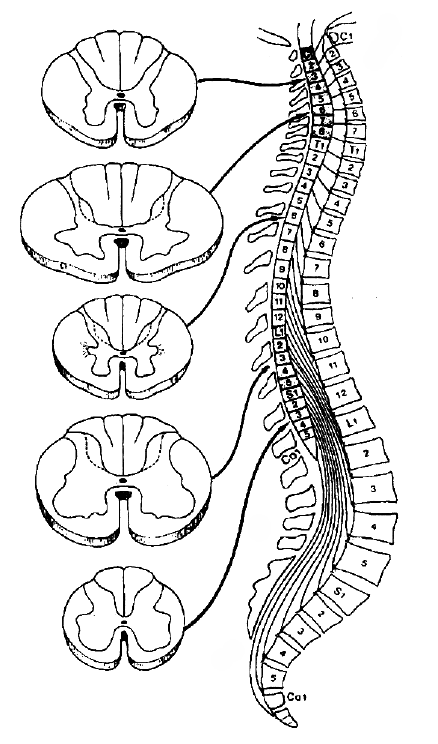 Măduva spinării în canalul vertebral | Human anatomy, Anatomy, Biology