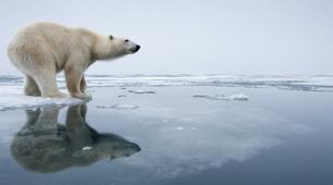 Reading: World Wildlife Day (B2)