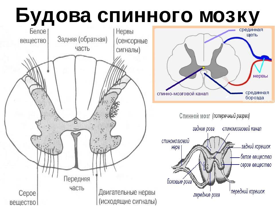 Спинний мозок. Рефлекторна дуга | Презентація. Біологія