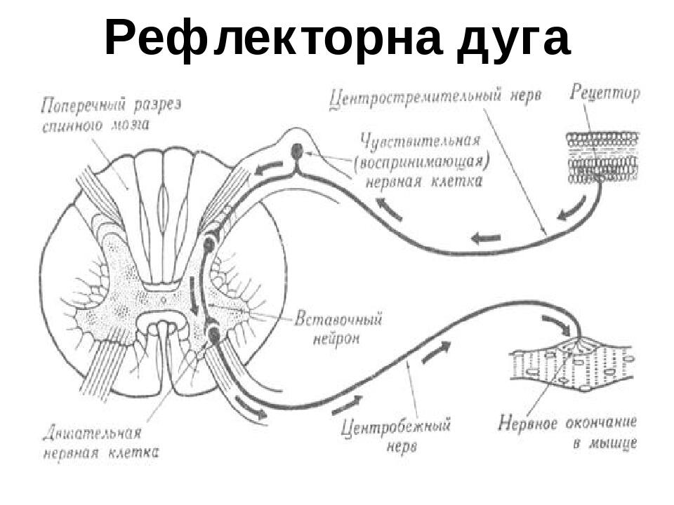 Рефлекторная дуга мигательного. Схема трехнейронной рефлекторной дуги. Двухнейронная рефлекторная дуга. Рефлекторная дуга гистология. Двухнейронная рефлекторная дуга схема.