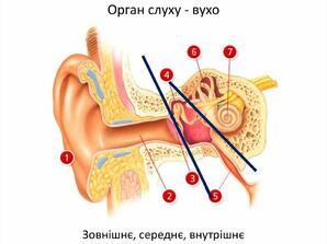 Значення, будова та функції слухової сенсорної системи - online presentation