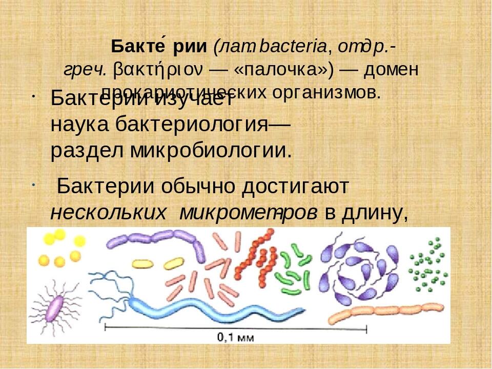 Презентація з біології для 6 класу "Бактерії" | Презентація. Біологія