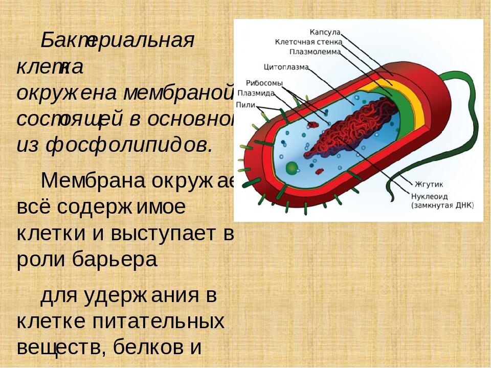 Какой биологический объект изображен на рисунке клетка бактерии спора гриба вирус вич семя растения