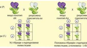 Legile lui Mendel despre genetică