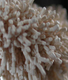 0200nzjo-7b34-68x80.png