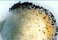 0200nzl6-fd1a-83x57.png
