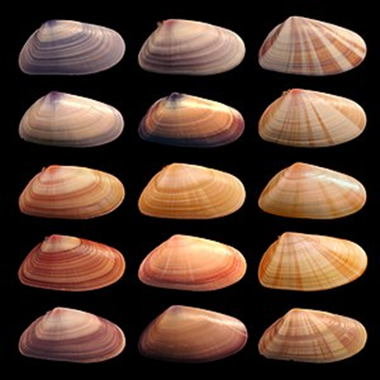 0200o0so-7f48-421x421.png