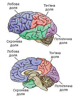 Головний мозок людини — Вікіпедія