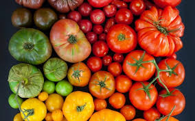 Селекция увеличила генетическое разнообразие томатов • EastFruit