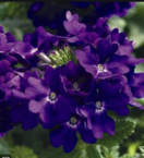 0200o8lo-caa6-132x145.png
