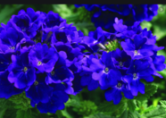 0200o8lq-d1e1-191x135.png