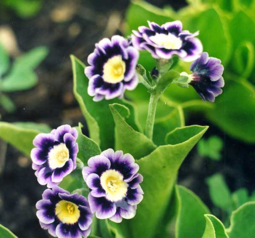0200o8qg-f264-255x238.png