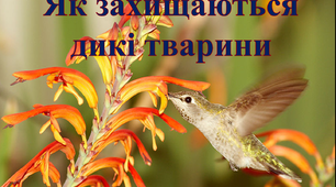 Як тварини захищаються від ворогів.