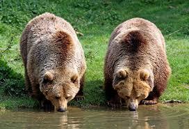 ursi - 63-Fauna PIatra craiului - terenplaiulfoii