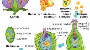 Запліднення у квіткових рослин
