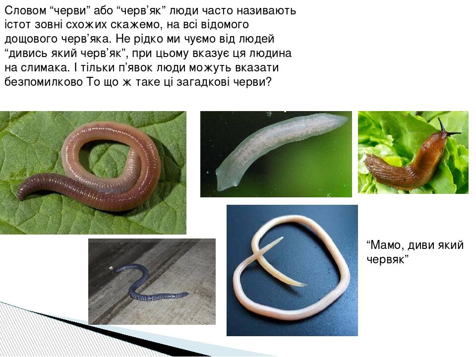 Словом “черви” або “черв’як” люди часто називають істот зовні схожих скажемо, на всі відомого дощового черв’яка. Не рідко ми чуємо від людей “дивис...