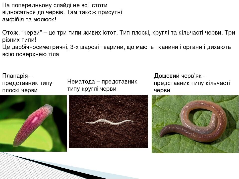 На попередньому слайді не всі істоти відносяться до червів. Там також присутні амфібія та молюск! Отож, “черви” – це три типи живих істот. Тип плос...