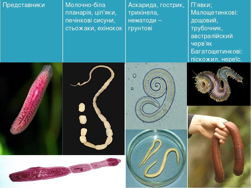 Представники Молочно-білапланарія, ціп’яки, печінкові сисуни,стьожаки,ехінокок Аскарида, гострик, трихінела, нематоди–грунтові П’явки; Малощетинков...