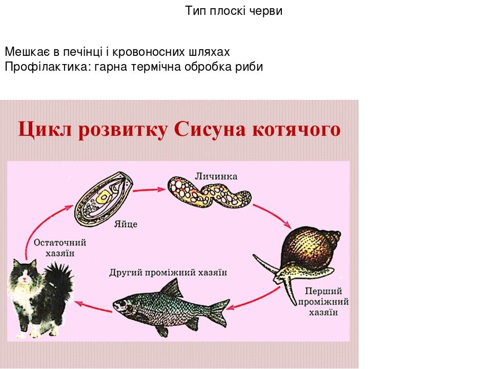 Мешкає в печінці і кровоносних шляхах Профілактика: гарна термічна обробка риби Тип плоскі черви