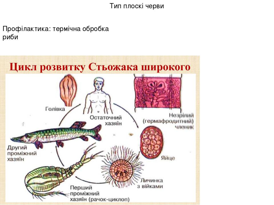 Тип плоскі черви Профілактика: термічна обробка риби