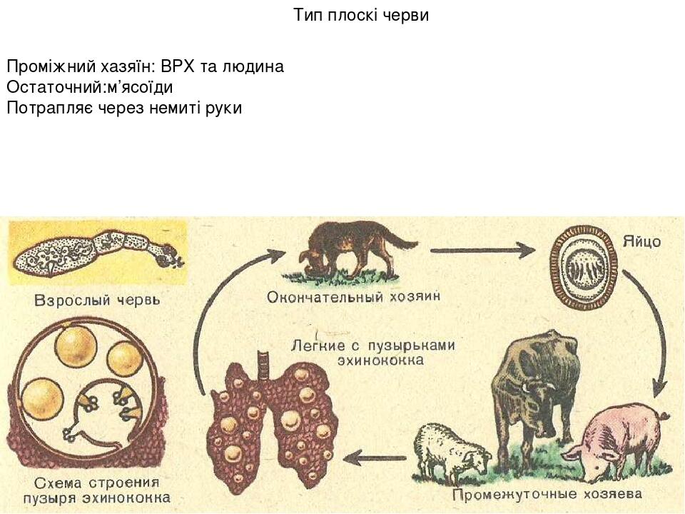 Тип плоскі черви Проміжний хазяїн: ВРХ та людина Остаточний:м’ясоїди Потрапляє через немиті руки