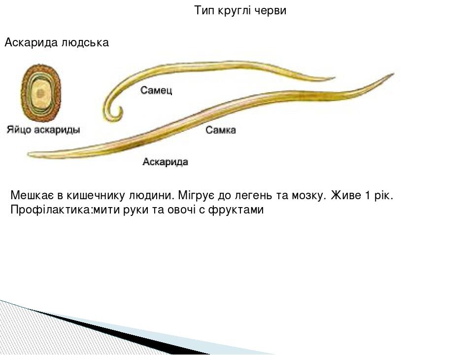 Тип круглі черви Аскарида людська Мешкає в кишечнику людини. Мігрує до легень та мозку. Живе 1 рік. Профілактика:мити руки та овочі с фруктами
