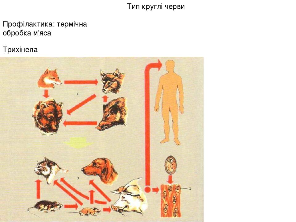 Трихінела Тип круглі черви Профілактика: термічна обробка м’яса