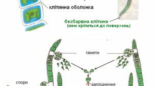 Улотрикс – нитчаста багатоклітинна  водорость