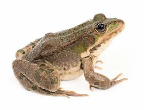 ᐈ Cute frog stock pics, Royalty Free cute frogs images | download on  Depositphotos®