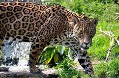 0200ogt6-416f-242x159.jpg