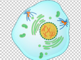 0200ohga-248c.png