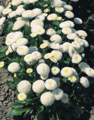 0200ohih-4098-306x390.png