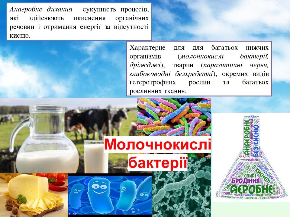 Анаеробне дихання – сукупність процесів, які здійснюють окиснення органічних речовин і отримання енергії за відсутності кисню. Характерне для для б...
