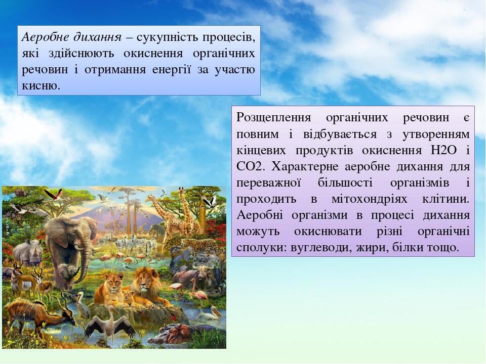 Аеробне дихання – сукупність процесів, які здійснюють окиснення органічних речовин і отримання енергії за участю кисню. Розщеплення органічних речо...