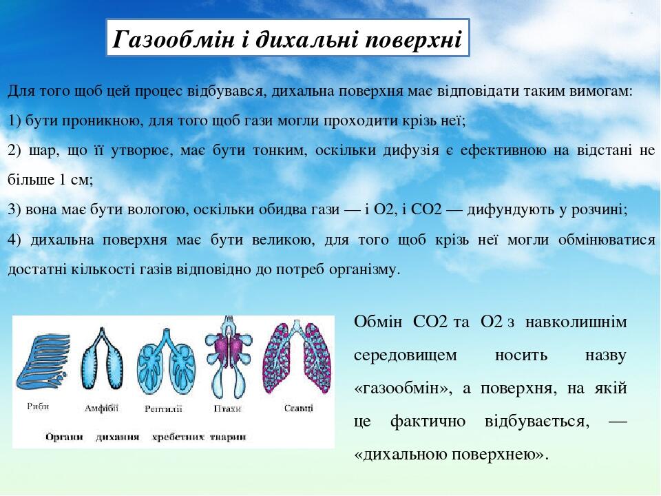 Газообмін і дихальні поверхні Обмін CO2 та O2 з навколишнім середовищем носить назву «газообмін», а поверхня, на якій це фактично відбувається, — «...
