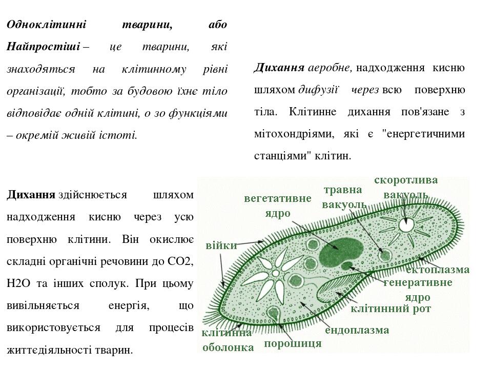 Одноклітинні тварини, або Найпростіші – це тварини, які знаходяться на клітинному рівні організації, тобто за будовою їхнє тіло відповідає одній кл...