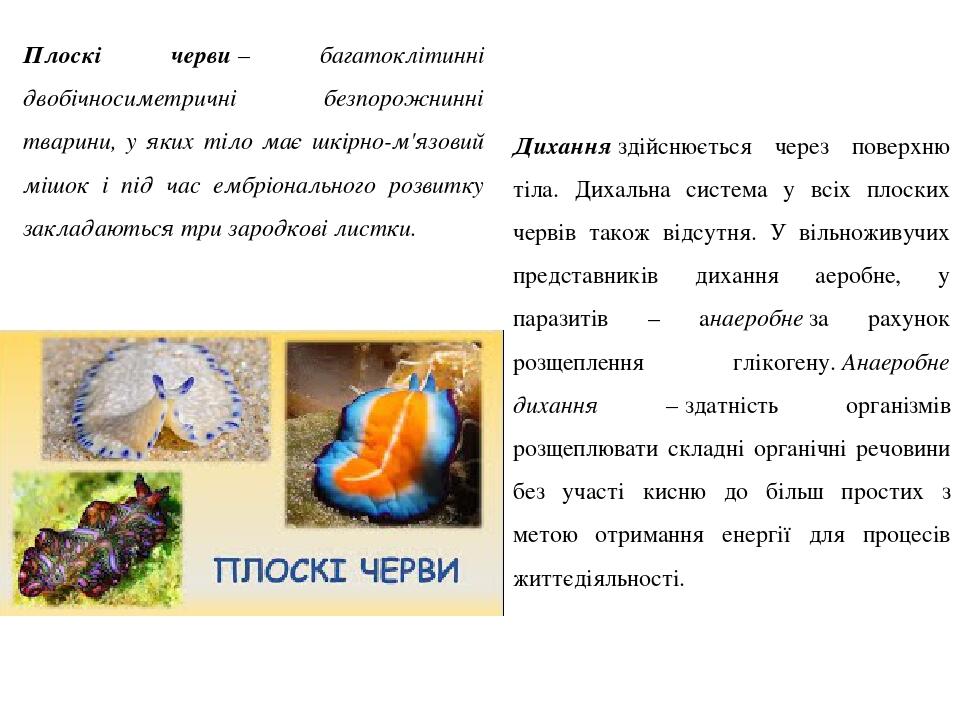 Плоскі черви – багатоклітинні двобічносиметричні безпорожнинні тварини, у яких тіло має шкірно-м'язовий мішок і під час ембріонального розвитку зак...