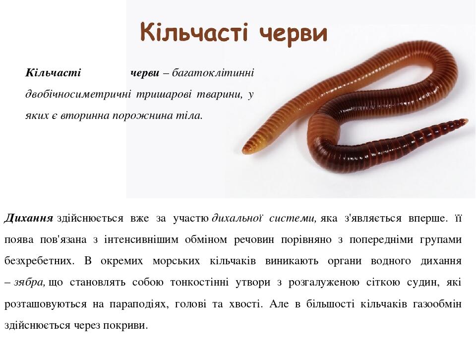 Кільчасті черви – багатоклітинні двобічносиметричні тришарові тварини, у яких є вторинна порожнина тіла. Дихання здійснюється вже за участю дихальн...