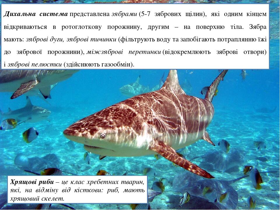Хрящові риби – це клас хребетних тварин, які, на відміну від кісткови: риб, мають хрящовий скелет.  Дихальна система представлена зябрами (5-7 зябр...