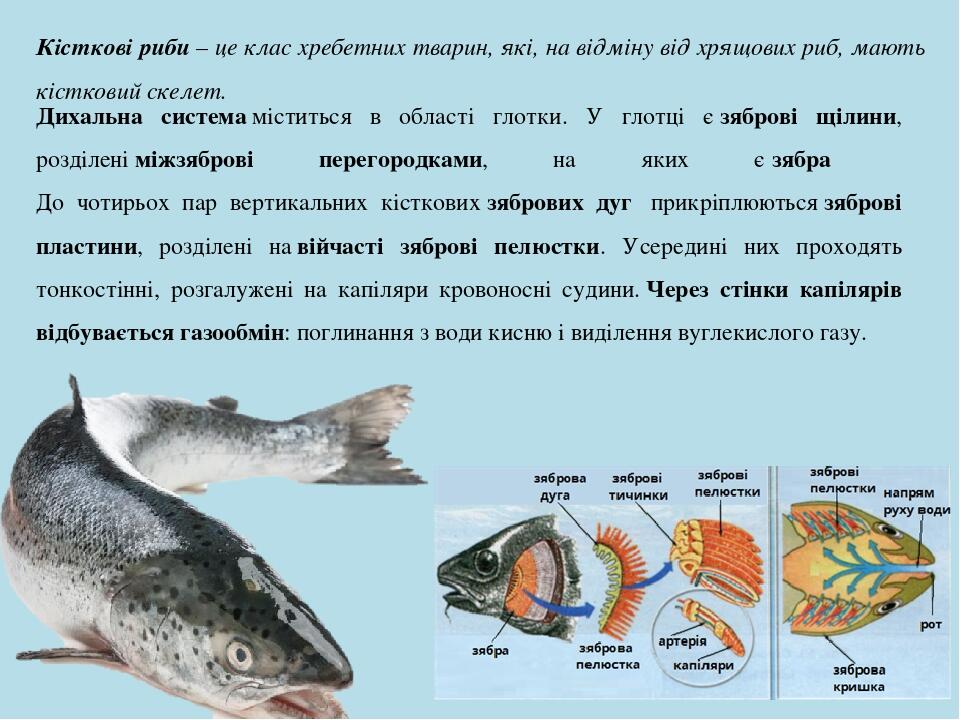 Кісткові риби – це клас хребетних тварин, які, на відміну від хрящових риб, мають кістковий скелет. Дихальна система міститься в області глотки. У ...
