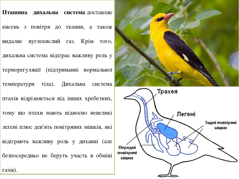 Пташина дихальна система доставляє кисень з повітря до тканин, а також видаляє вуглекислий газ. Крім того, дихальна система відіграє важливу роль у...
