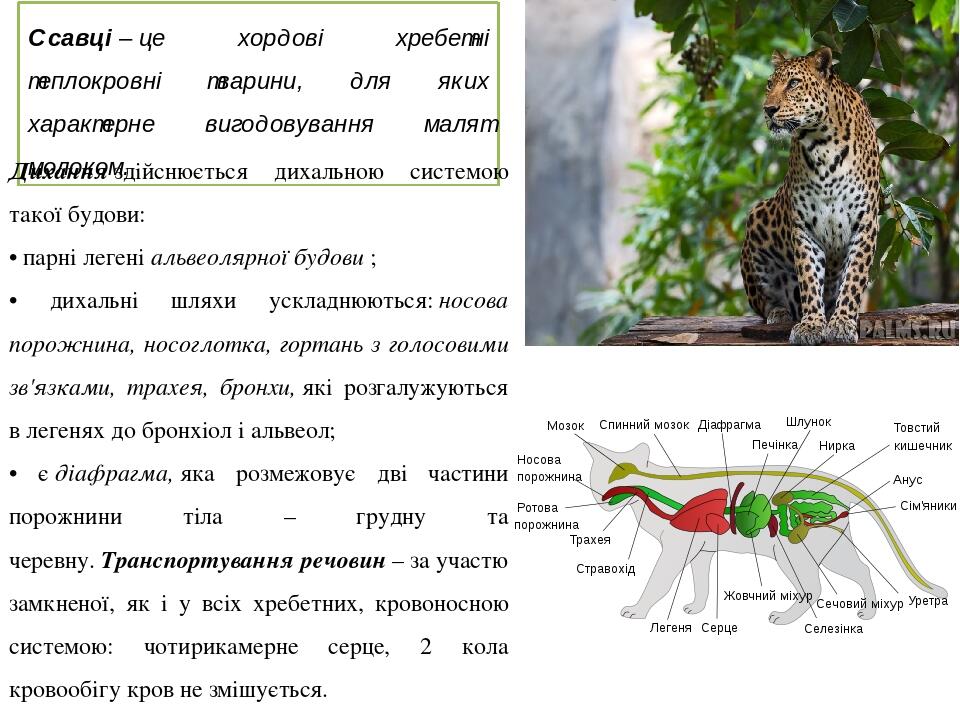Ссавці – це хордові хребетні теплокровні тварини, для яких характерне вигодовування малят молоком. Дихання здійснюється дихальною системою такої бу...